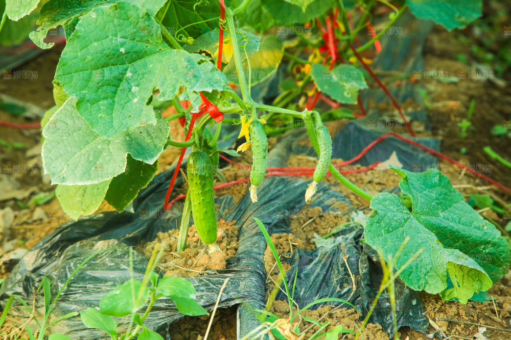 菜园里的黄瓜