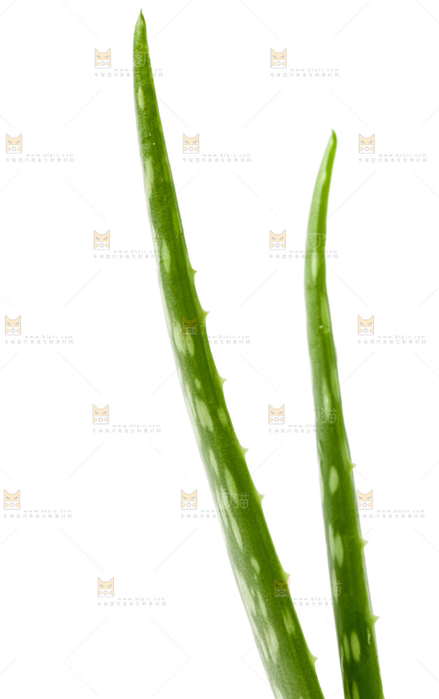 白底上放着新鲜芦荟