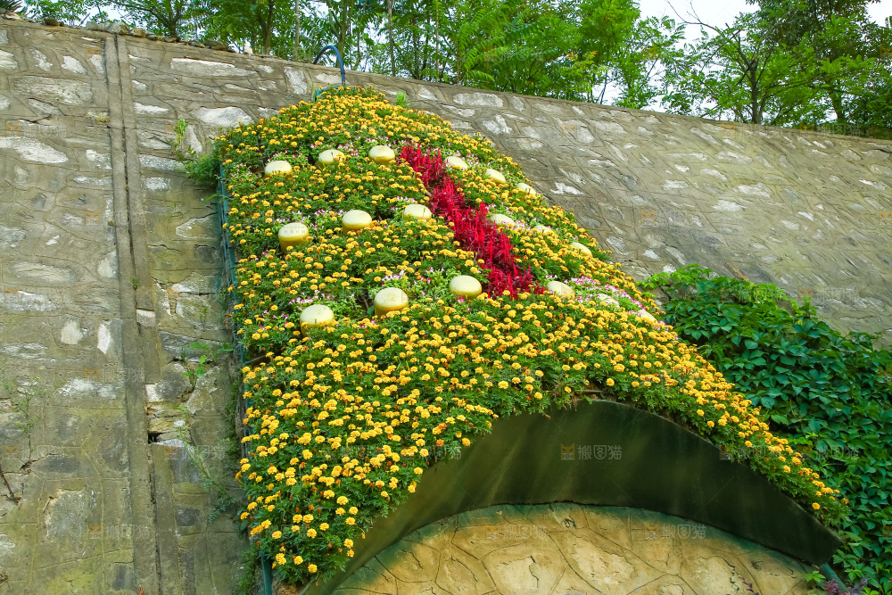 路边的植物观景
