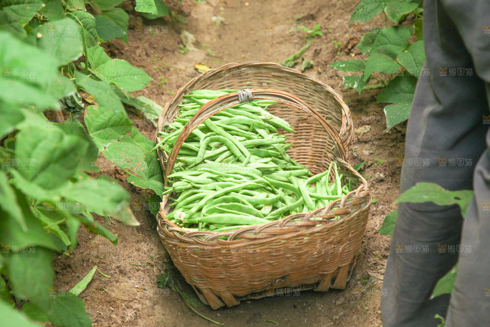 篮子里装着四季豆