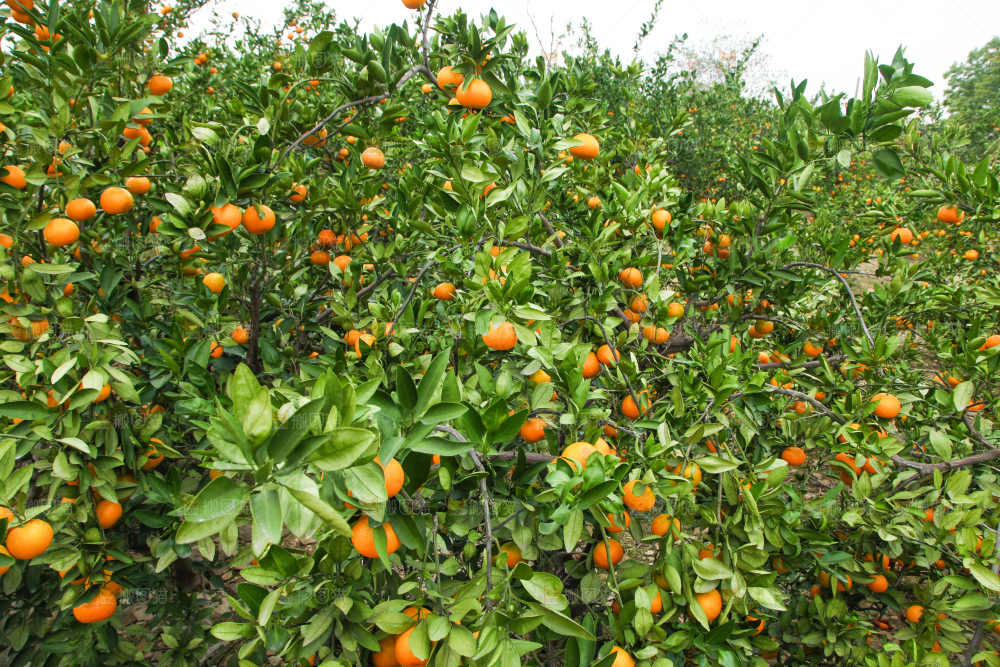 橘子种植基地