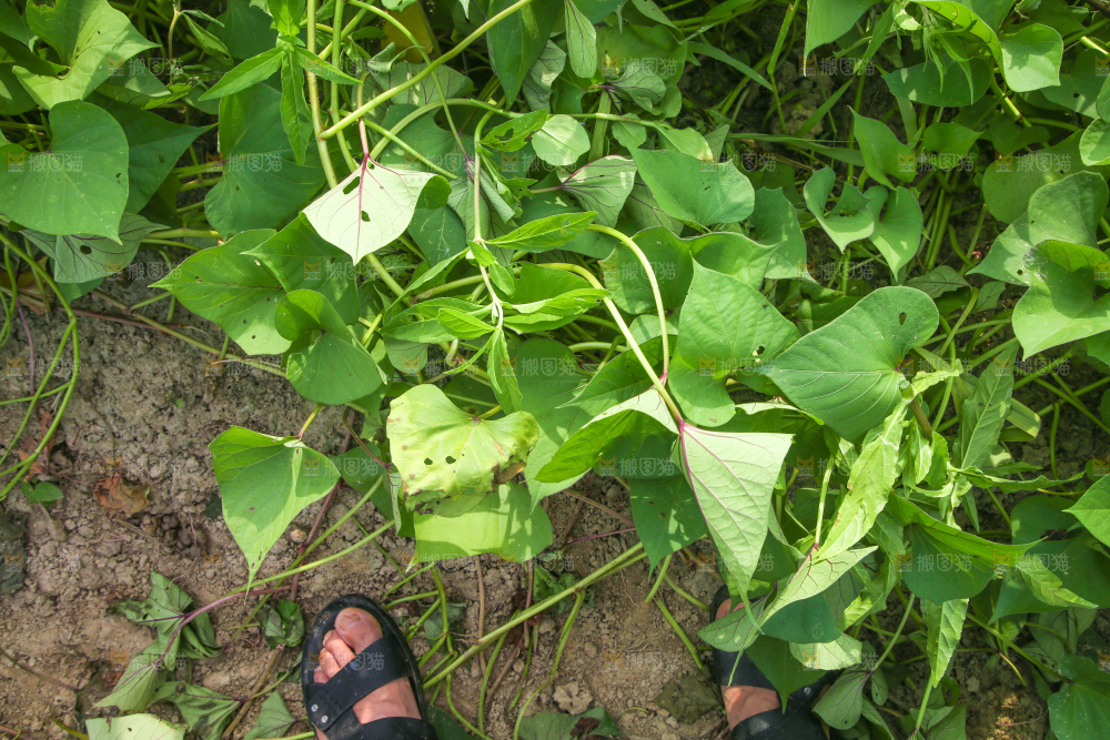 红薯种植基地