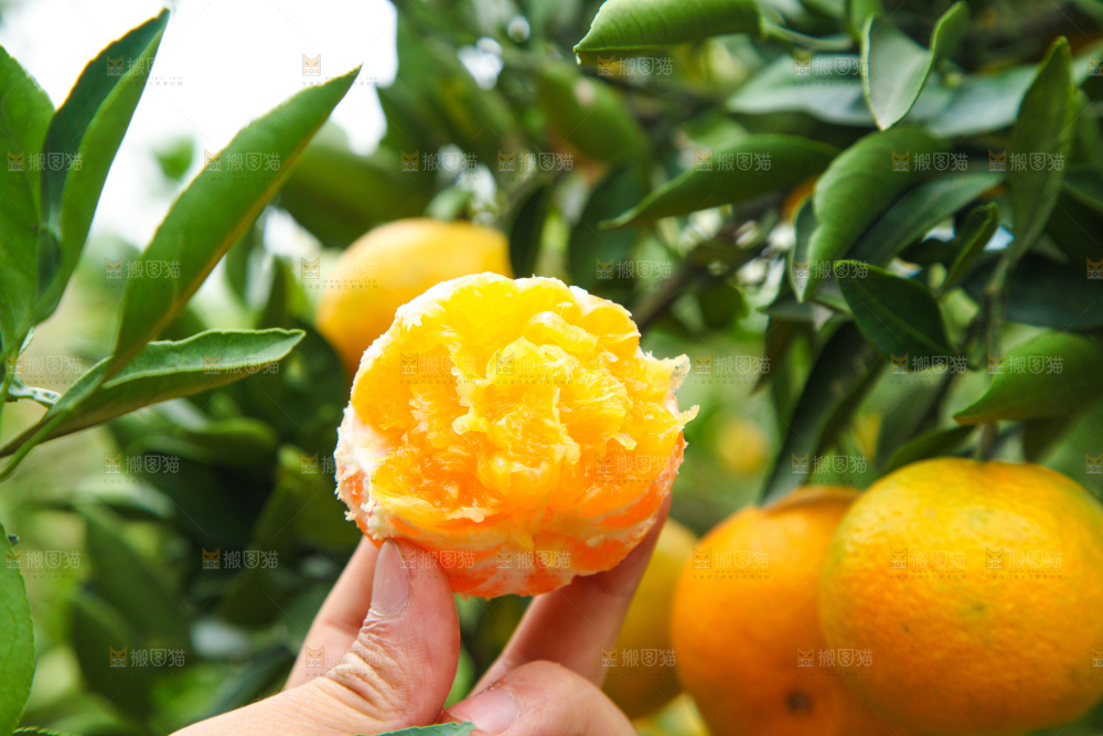 橘子种植基地