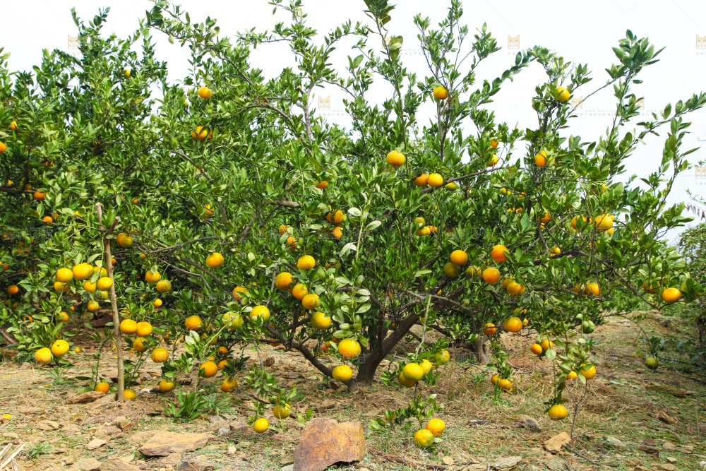 橘子种植基地