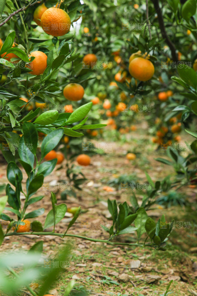 橘子种植基地