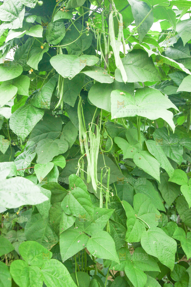 园子里种着四季豆