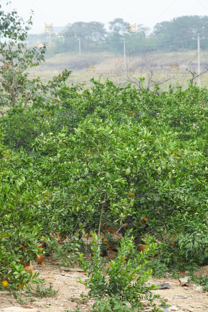橘子种植基地