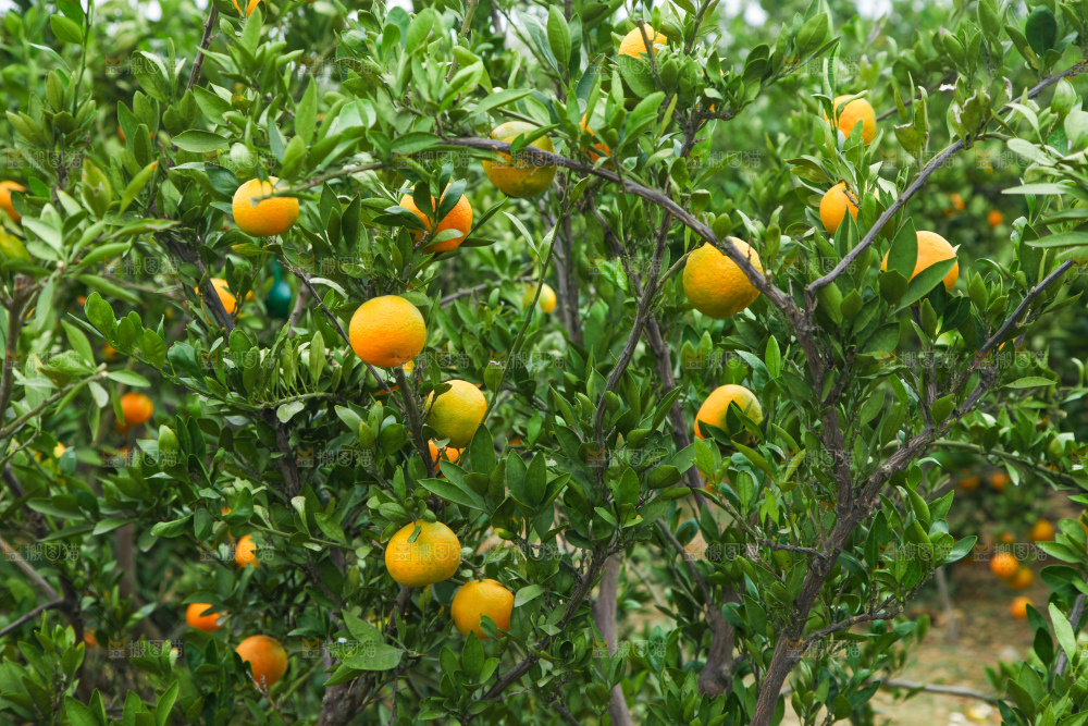 橘子种植基地
