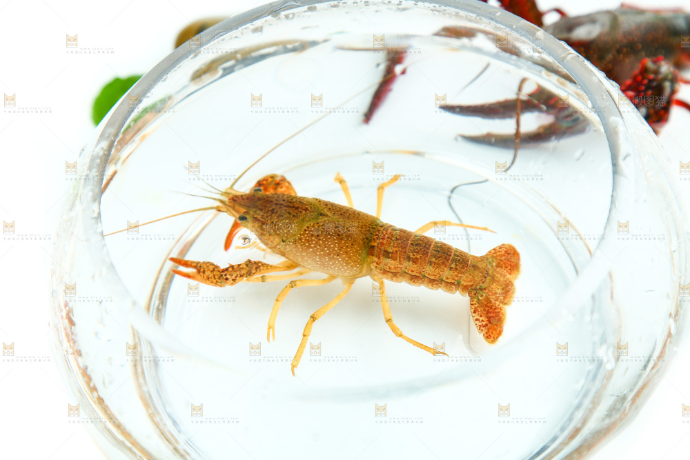 白底上的水缸里放着一只龙虾