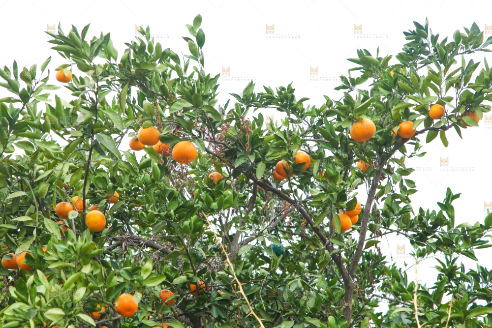 橘子种植基地