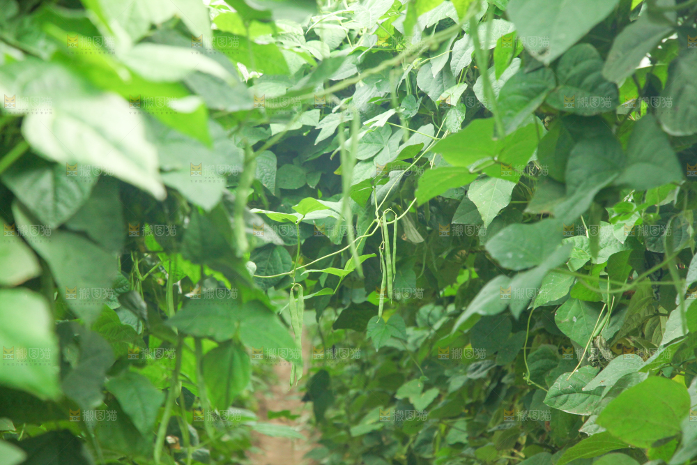 园子里种着四季豆