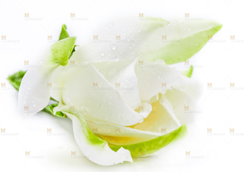 白底上摆放着栀子花
