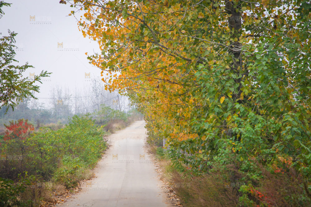 一条乡间道路
