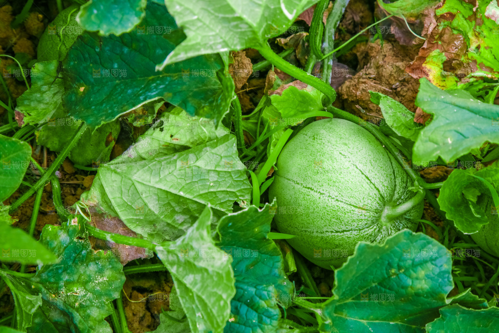 农田里种植的香瓜