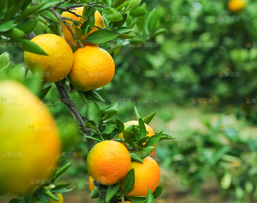 橘子种植基地