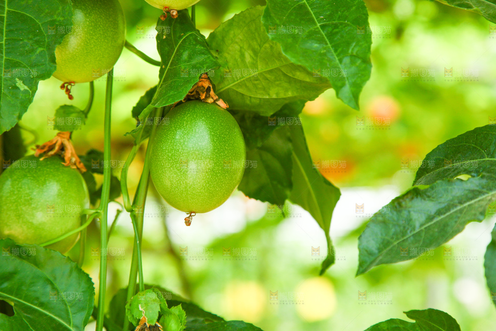 大棚里种着百香果