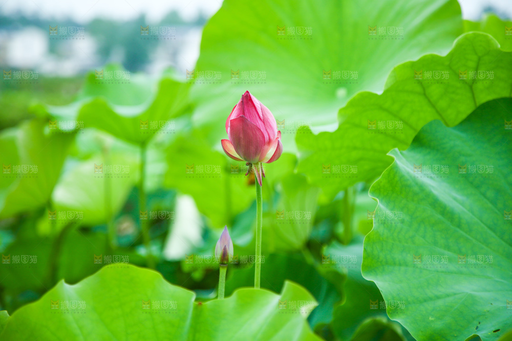 池塘里的一片荷花叶