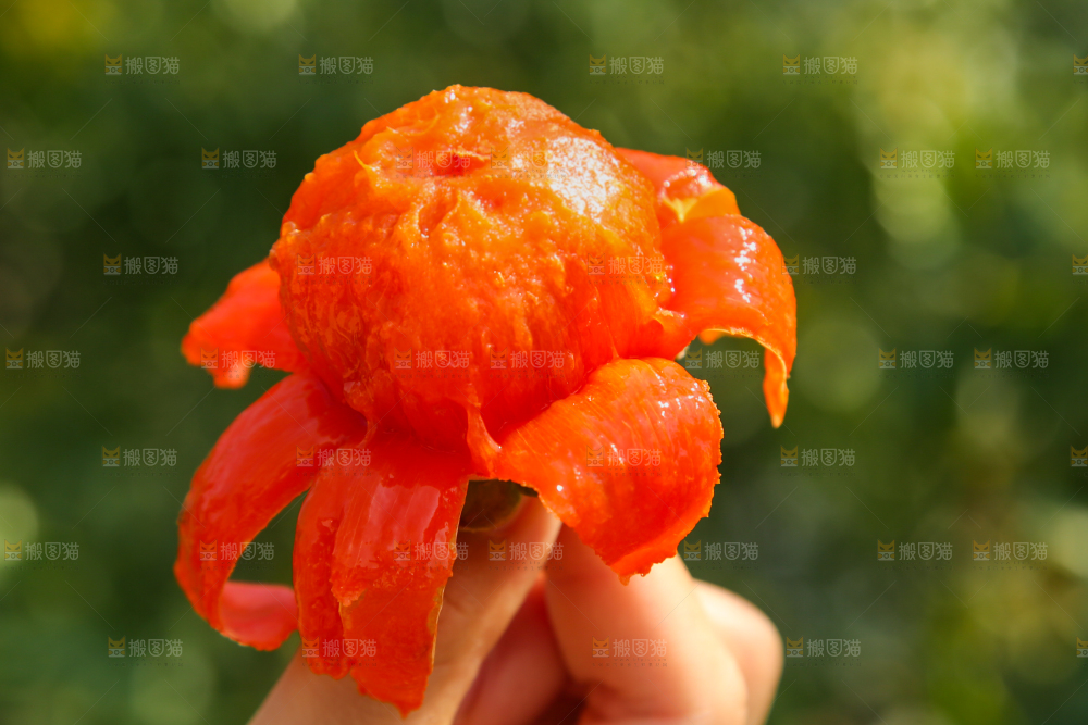 手里拿着柿子