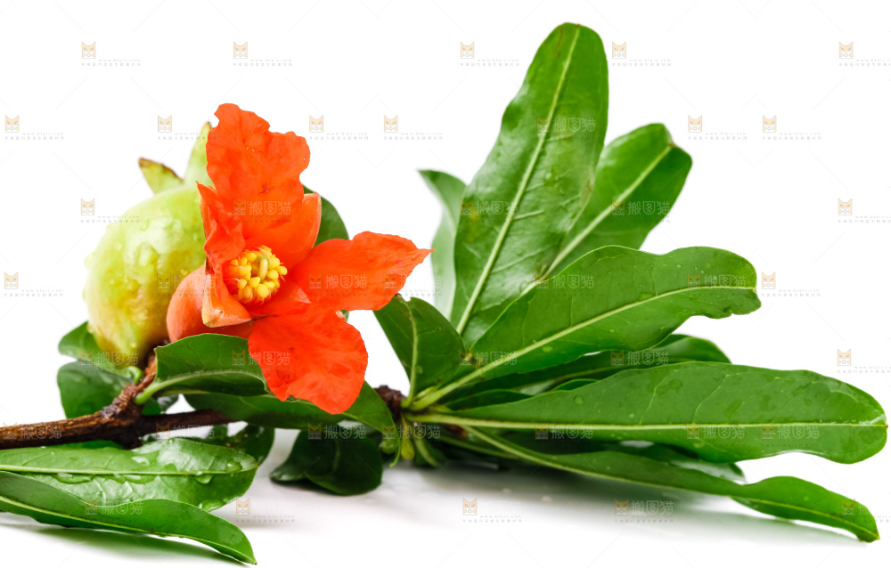 白底上摆放着石榴花