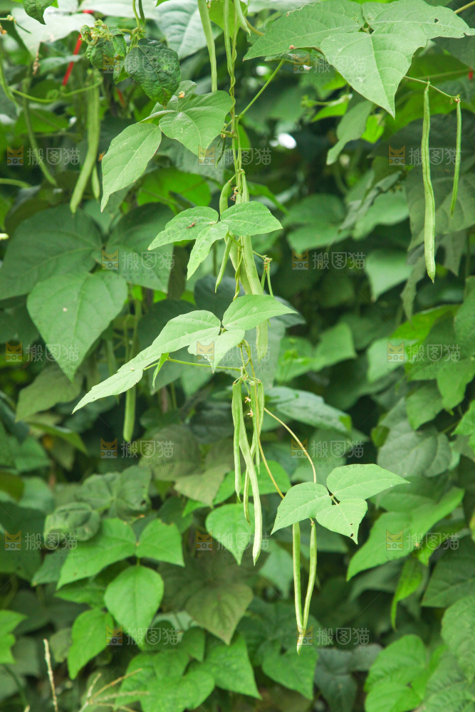 园子里种着四季豆