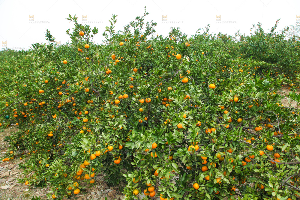 橘子种植基地