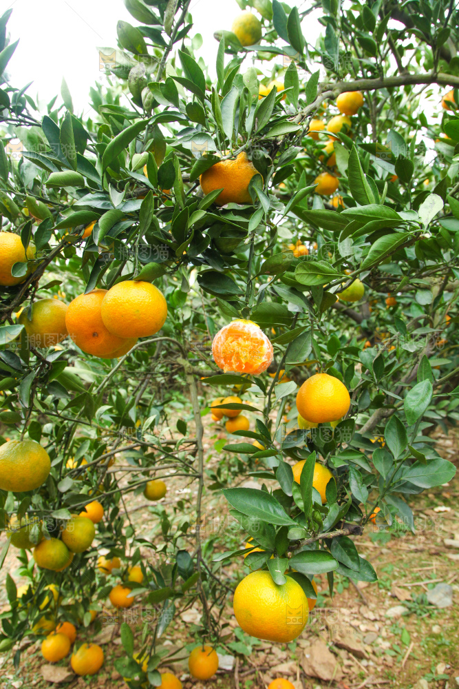 橘子种植基地