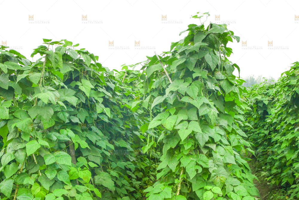 园子里种着四季豆
