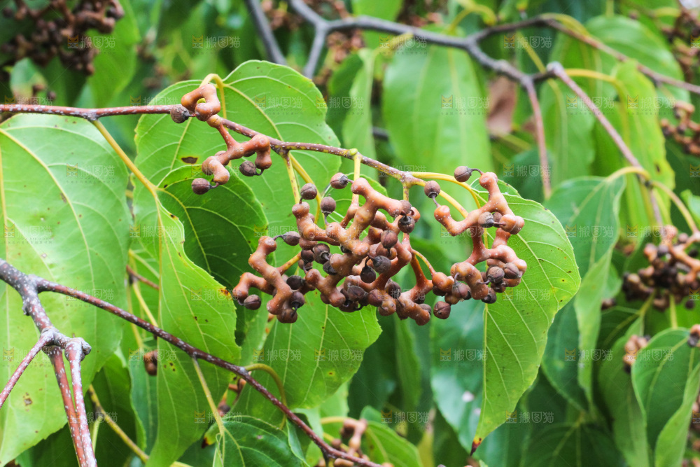 树上长着拐枣