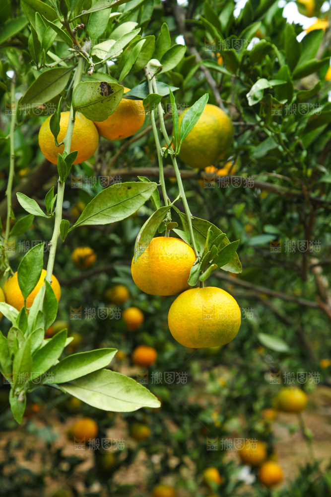 橘子种植基地