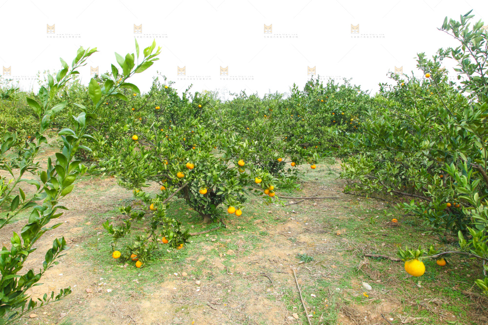橘子种植基地