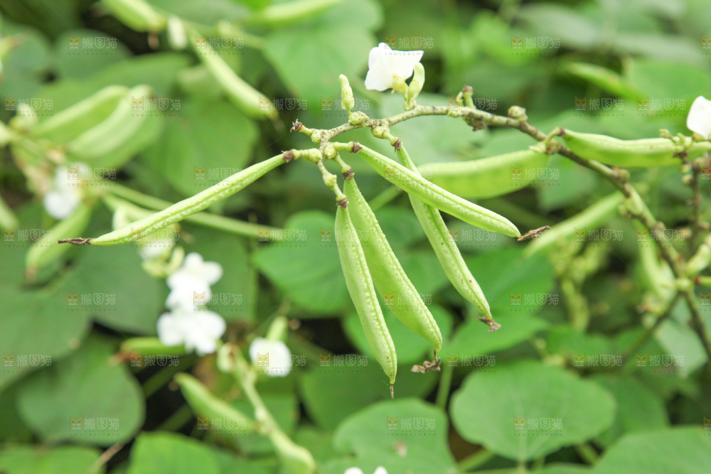 户外的扁豆