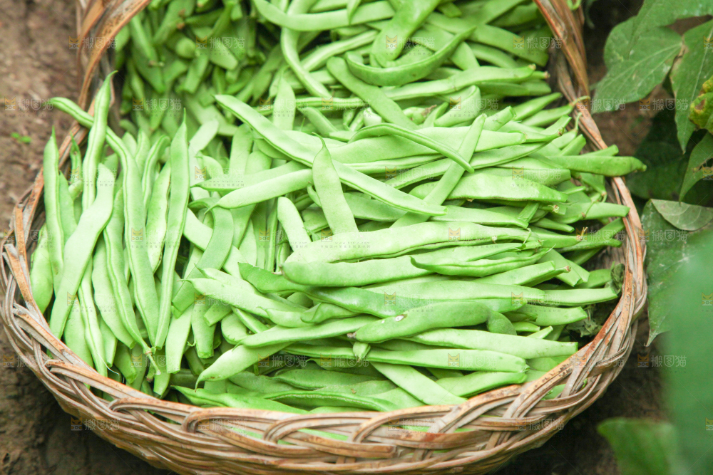篮子里装着四季豆