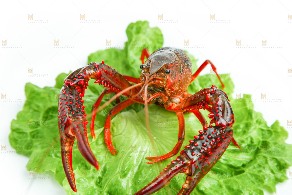 白底上的菜叶上放着一只虾