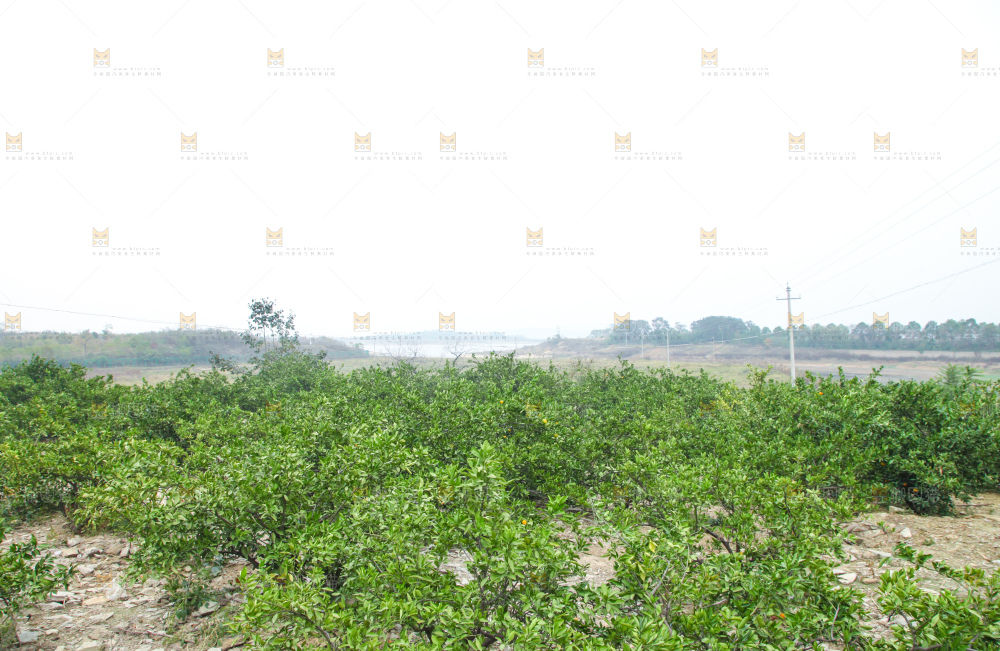 橘子种植基地
