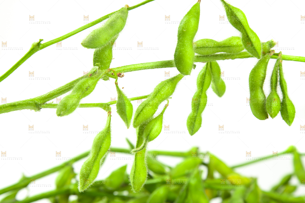 白底上的毛豆