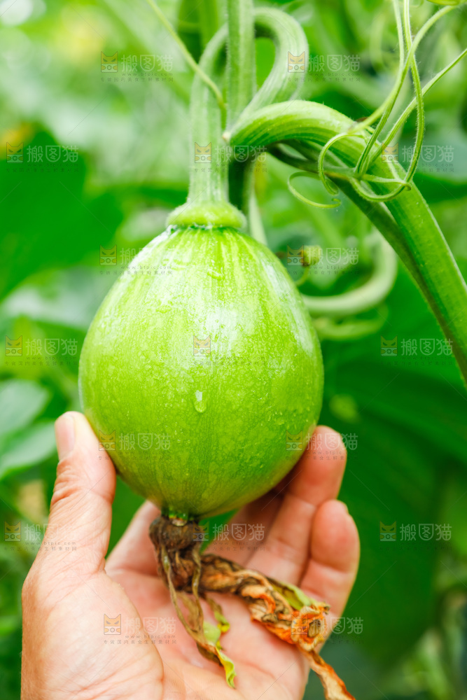藤子上结着南瓜