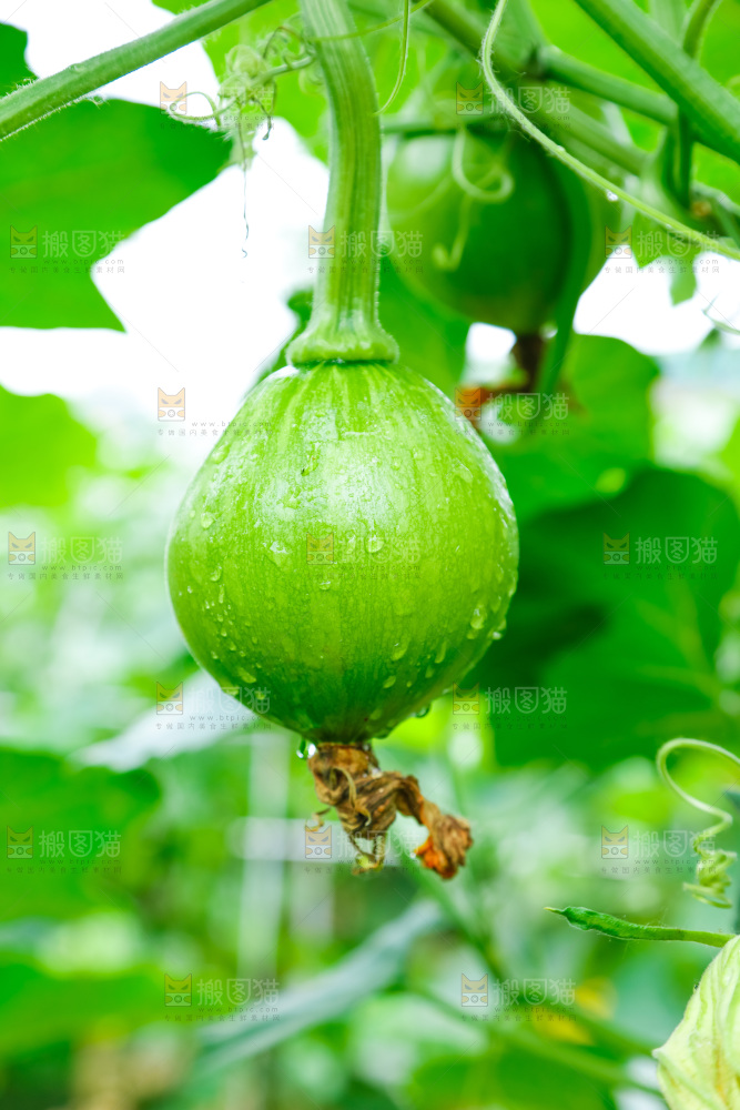 藤子上结着南瓜