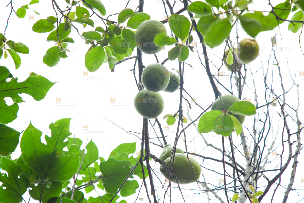 树上挂着酸木瓜