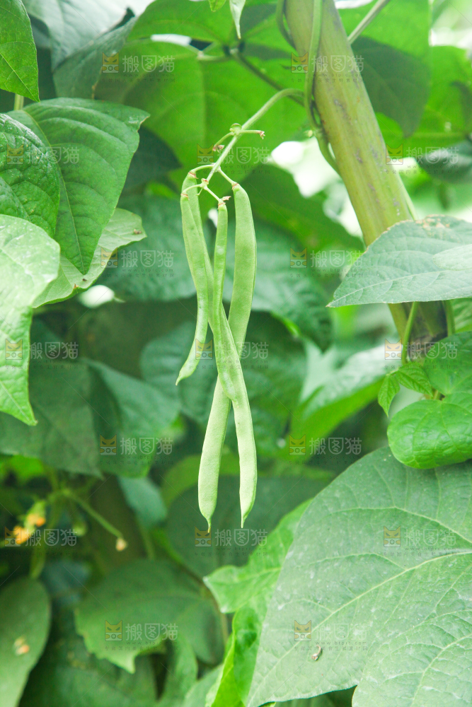 园子里种着四季豆