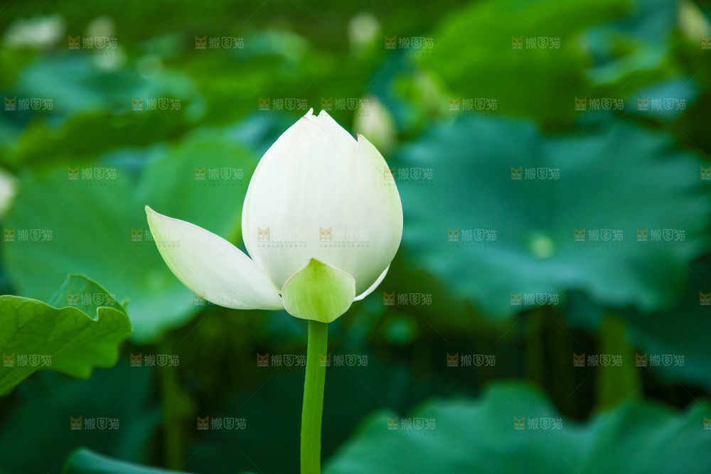 一朵新鲜荷花