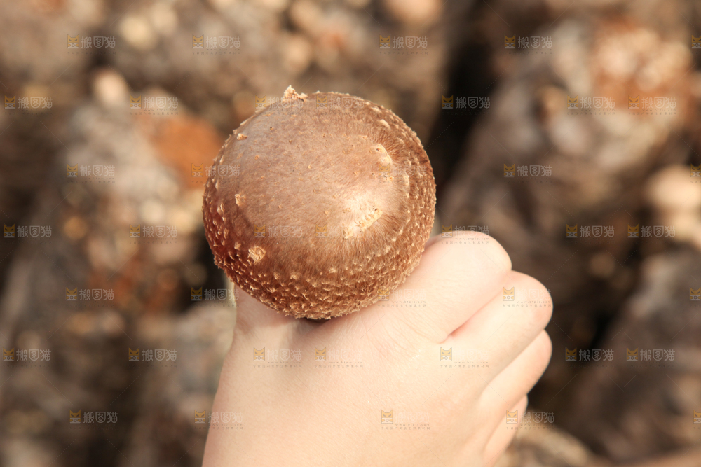 手里拿着香菇