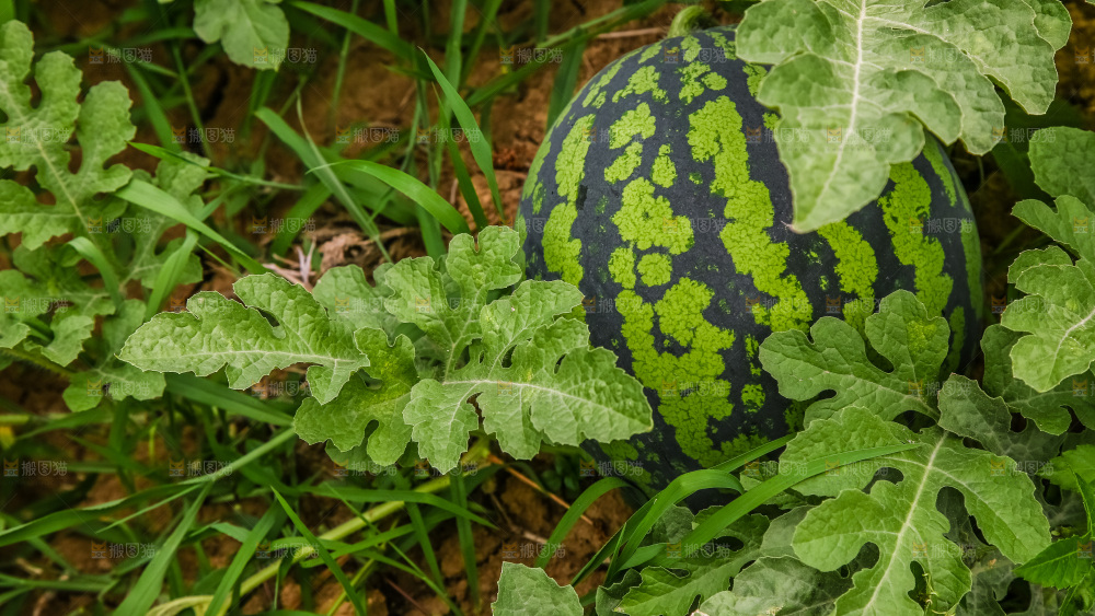 农田里种植的西瓜