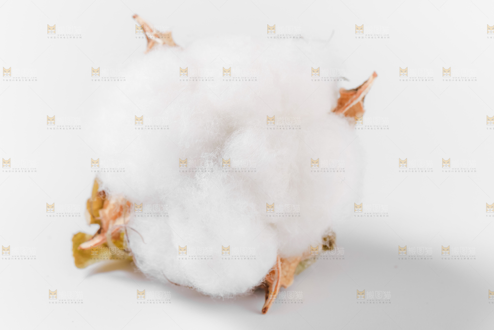 白底上的棉花