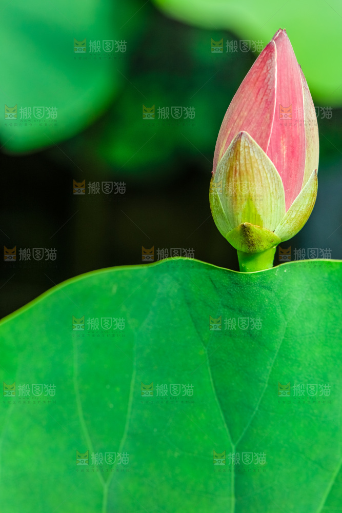 池塘里的荷花花苞