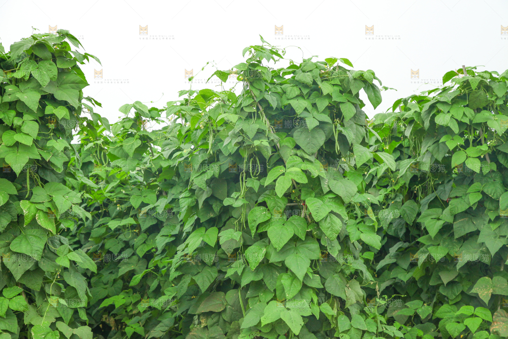 园子里种着四季豆