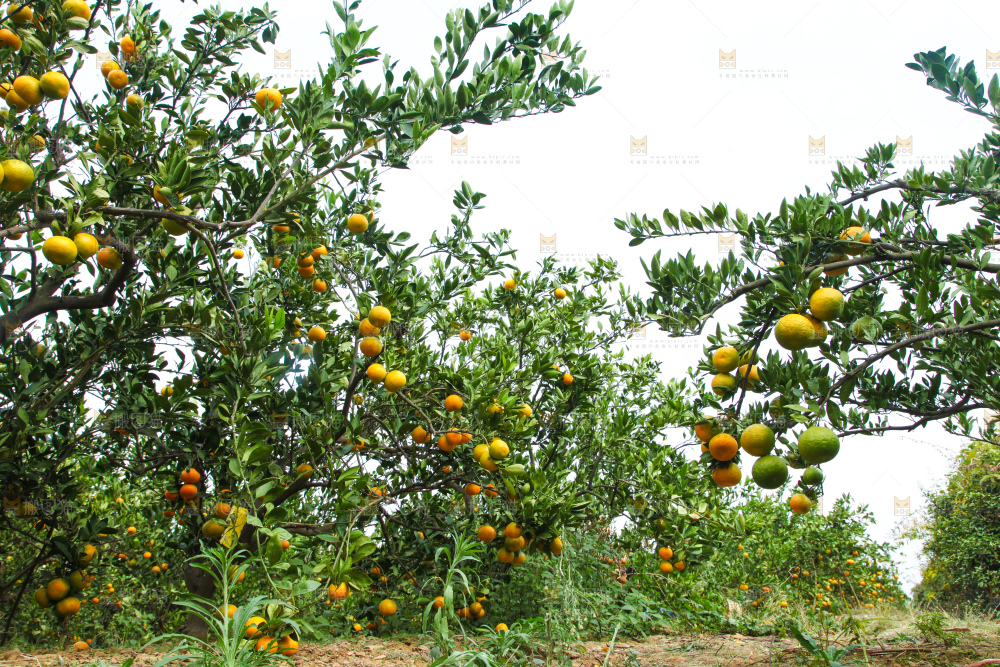 橘子种植基地