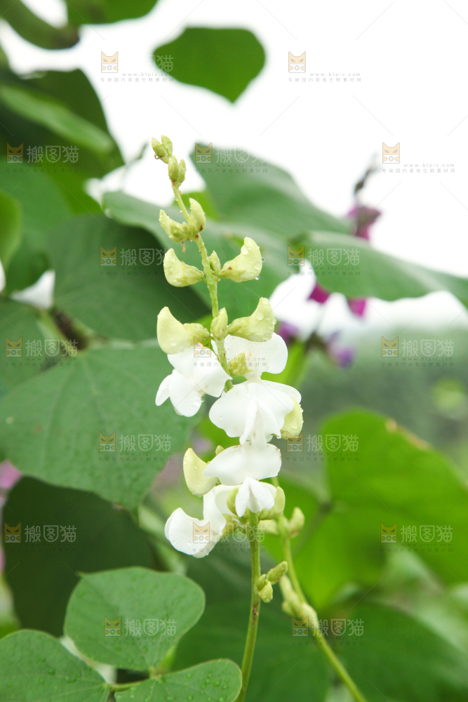 户外的扁豆花