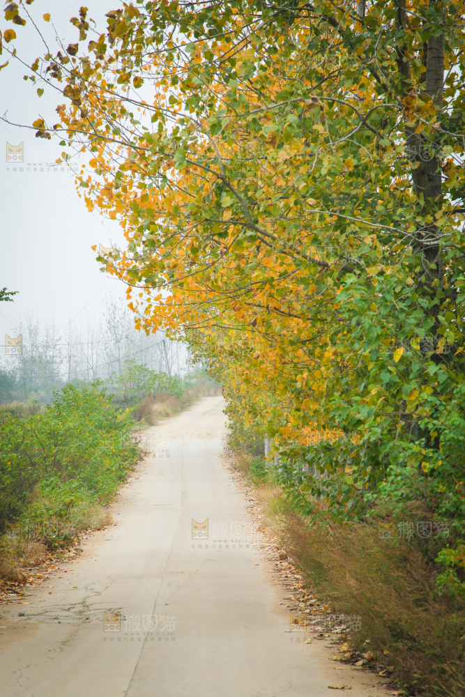 一条乡间道路