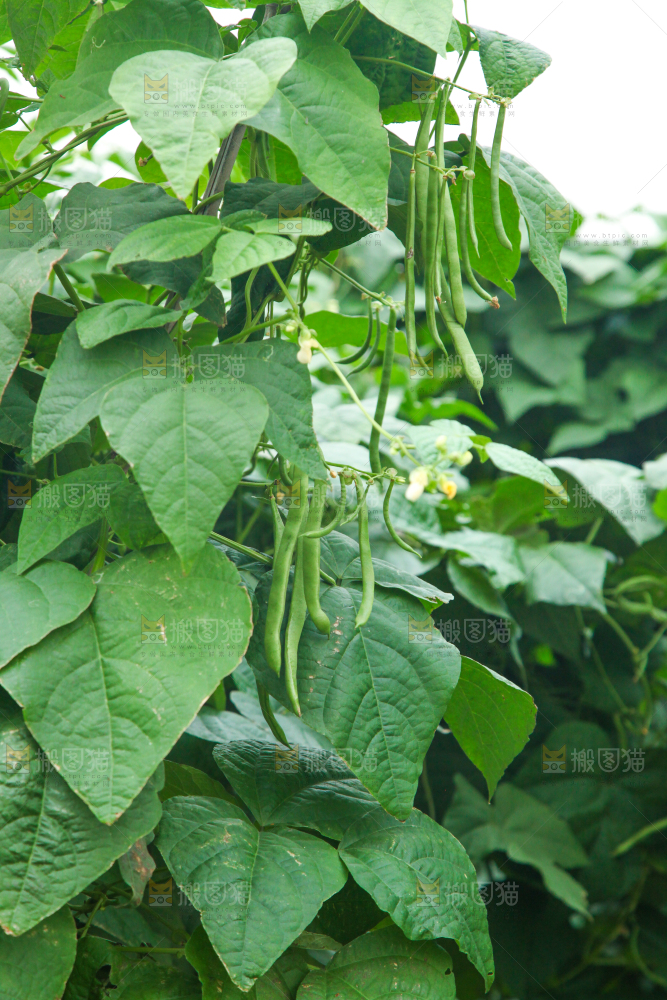 园子里种着四季豆