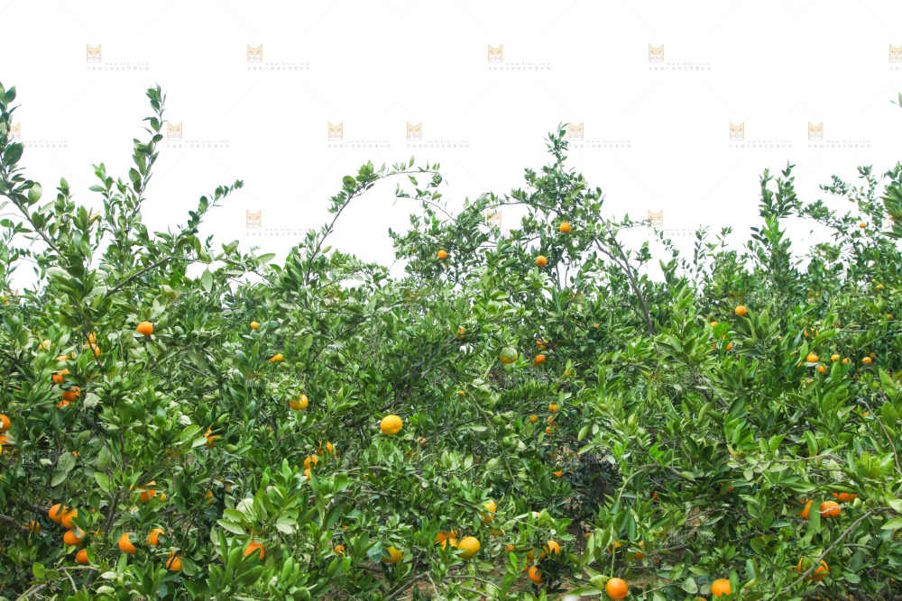 橘子种植基地
